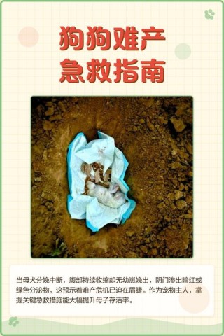 狗狗难产怎么助产，（狗狗难产怎么助产最有效）