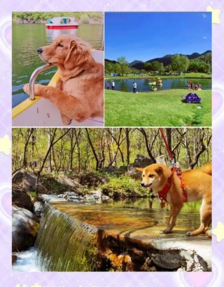 全国可以带狗狗的景点，（能带狗的景区）