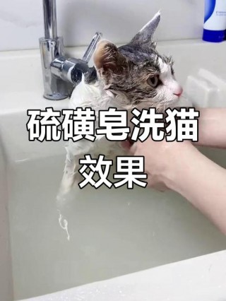 猫咪可以用香皂洗澡吗，（猫可以用香皂嘛）