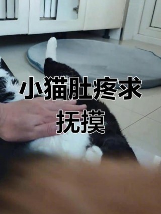 猫咪不让摸肚子，（猫咪不让摸肚子是生病了吗）