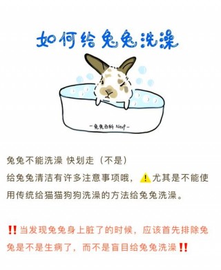 猫猫几天洗一次澡，猫咪多少天洗一次澡？