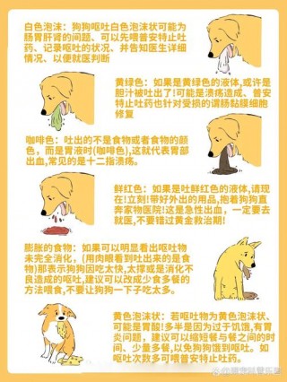 怎么检测狗狗是否健康？怎么检测狗狗是否健康状态（最新）