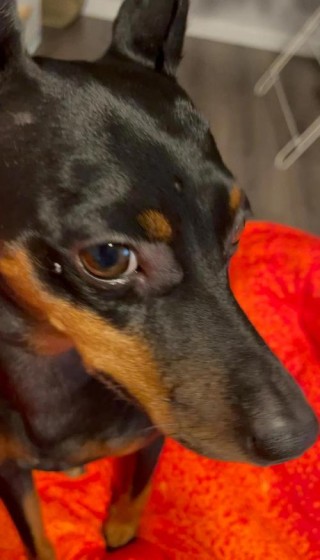 狗狗打针过敏了怎么办，（狗狗打针过敏了怎么办最快方法）