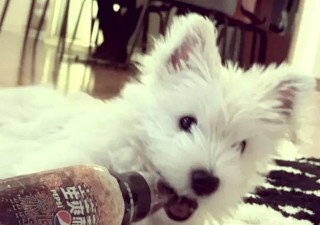 狗狗能喝蜂蜜水吗，（狗狗能喝蜂蜜水吗会死吗）