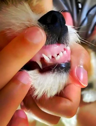 狗狗多大开始长牙，（狗狗多大会长牙）