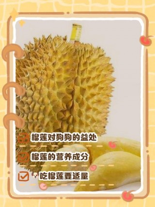 狗狗可以吃榴莲干吗，（狗狗可以吃榴莲干吗怎么吃）