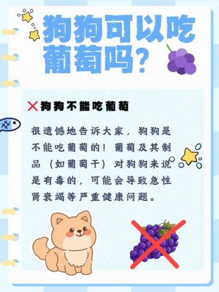 狗狗可以吃葡萄么？狗可不可以吃葡萄?（最新）
