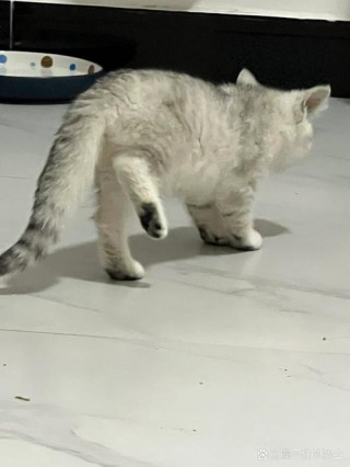 猫咪脚突然瘸了，猫咪脚突然瘸了什么原因？