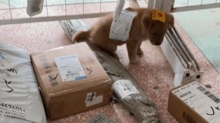 猫咪可以邮寄吗，猫咪可以邮寄么？