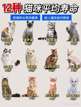 猫咪可以活几年，（猫咪可以活多少年?）