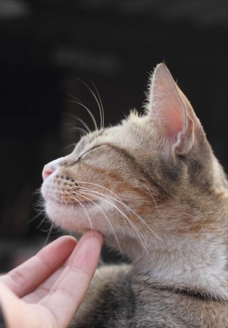 猫咪为什么喜欢摸下巴，（猫咪为什么摸下巴会觉得舒服）