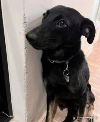 狗狗刨墙角是什么意思，狗狗刨墙是什么原因？