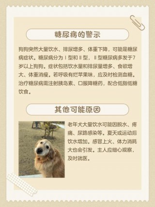 狗狗狂喝水是怎么回事，（狗狗最近狂喝水）