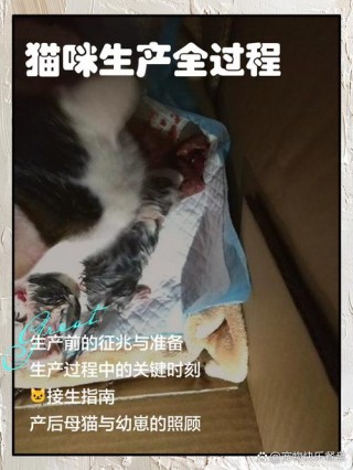 猫咪产后呼吸急促？猫咪产后呼吸急促是什么原因?（最新）