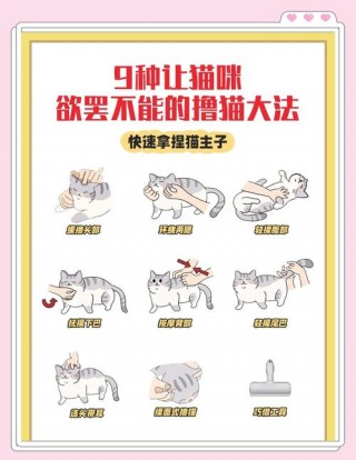 给猫咪按摩肚子的方法？给猫咪按摩肚子的方法图解（最新）