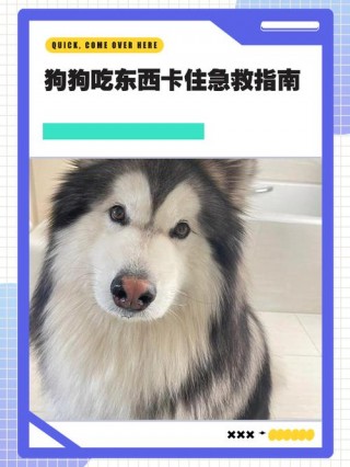 狗狗吃东西太快怎么办，（狗吃东西吃太快了会有什么危害吗）