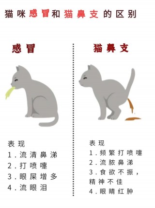 猫咪容易感冒吗，（猫咪容易感冒吗怎么办）