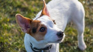 狗狗的发情期是什么时候，（狗狗的发情期大概什么时候）