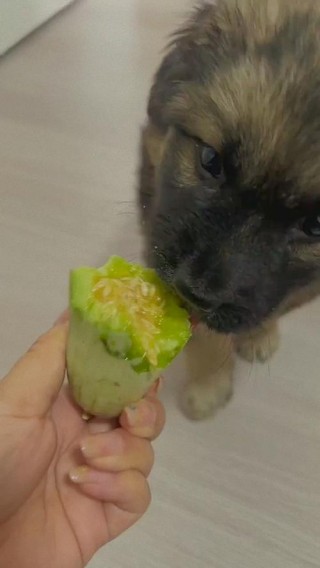 狗狗可以吃甜瓜吗，小狗能吃甜瓜嘛？