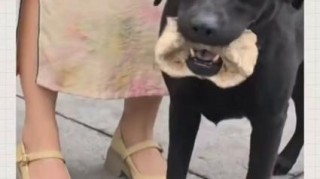 狗狗被骨头卡住的症状，狗狗被骨头卡住处理办法图解？