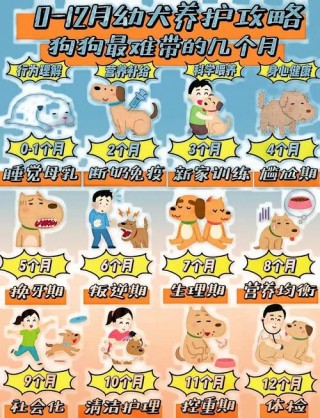 狗狗几个月长大，（狗狗几个月长大定型）