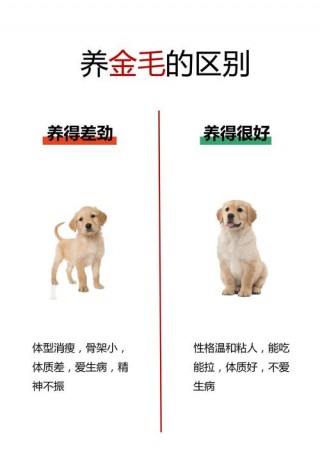 狗狗出门乱吃东西怎么办？狗狗出门乱吃东西如何训练（最新）