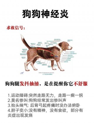 狗狗抽搐是什么样子？狗狗抽搐是什么样子的（最新）