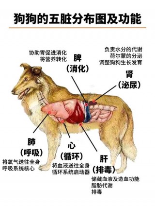 狗狗吃内脏好吗，（狗狗吃内脏每次不能超过多少克）