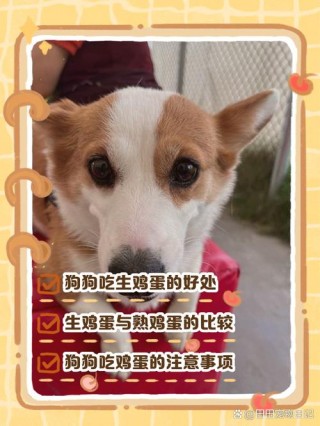 狗狗可以每天吃鸡蛋吗，狗能天天吃鸡蛋吗？