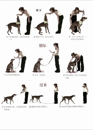 怎么训练狗狗叼东西？怎么训练狗狗叼东西放垃圾桶（最新）