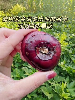 狗狗能吃荸荠吗？狗狗能吃马蹄荸荠（最新）