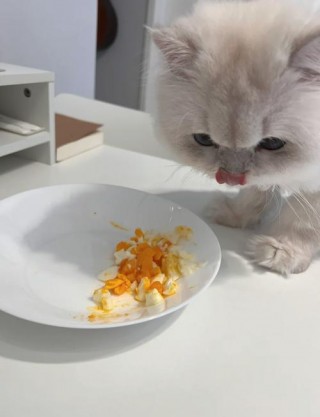 猫咪可以吃蒸蛋吗，（猫咪可以吃蒸蛋么）