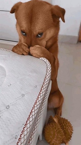 狗狗会被吓到吗，（狗狗会被吓到吗?）