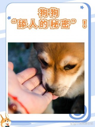 小狗狗为什么喜欢舔人？狗狗为什么喜欢舔小狗（最新）