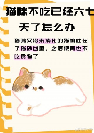猫猫不吃猫粮怎么办，（猫猫不吃猫粮咋办）
