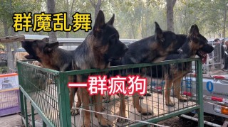 狗狗过度兴奋怎么回事？狗狗太过兴奋是什么原因（最新）