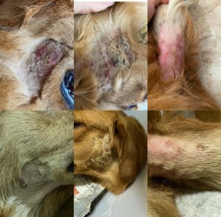 狗狗得了脓皮症怎么办？狗狗得了脓皮症怎么治（最新）