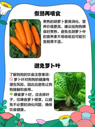 狗狗可以吃白萝卜吗，狗能吃白萝卜吗?？
