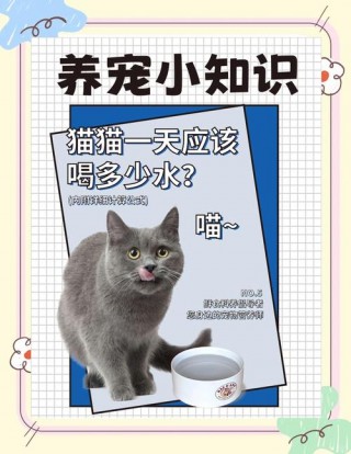 猫咪一天要喝多少水，猫咪一般一天喝多少水合适？