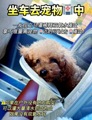 狗狗可以吃葡萄皮吗，狗狗吃葡萄皮吗会死吗？