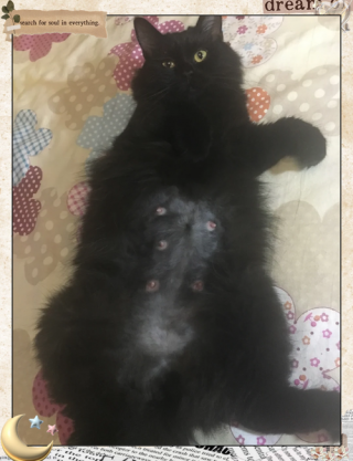 猫咪有几个乳头，猫咪有几个乳头就有几只小猫？