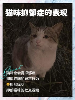 猫咪抑郁症怎么治疗？猫咪抑郁症怎么治疗最有效（最新）