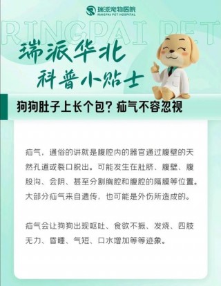 狗狗得了疝气怎么办，（狗狗得疝气可以自愈吗）