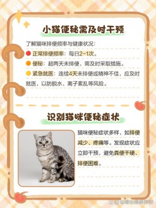 猫猫不拉屎怎么办？猫咪几天不排便会死掉（最新）
