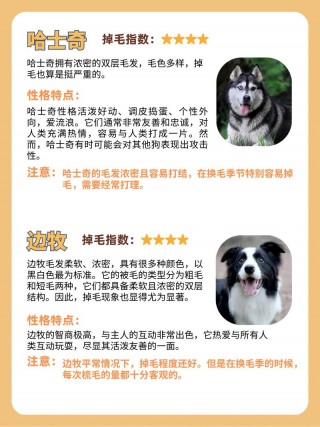 狗狗掉毛排名榜，掉毛最严重的狗？