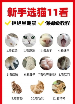 如何判断猫咪是否健康？如何判断猫咪是否健康状态（最新）