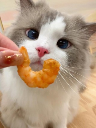 猫咪能不能吃虾，猫咪能不能吃虾壳？