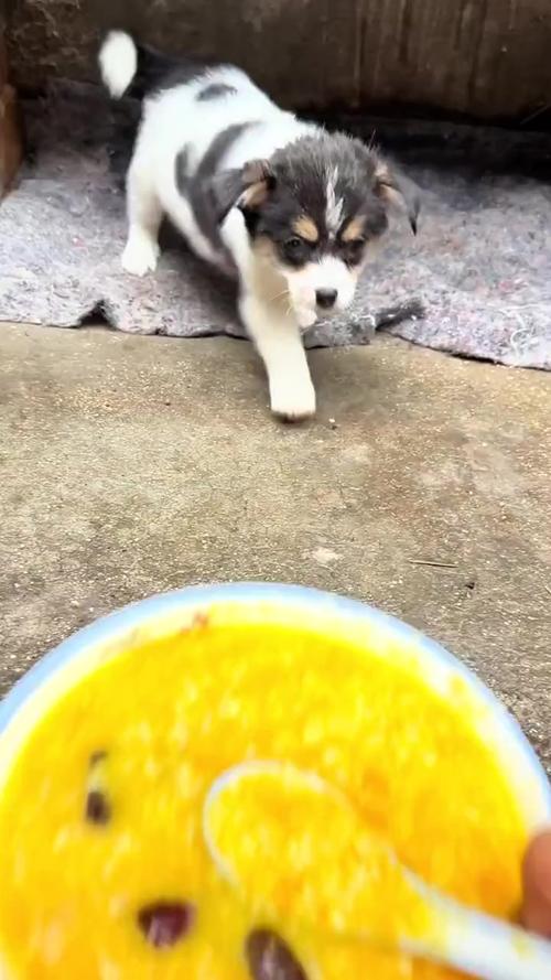 狗狗吃小米粥养胃吗