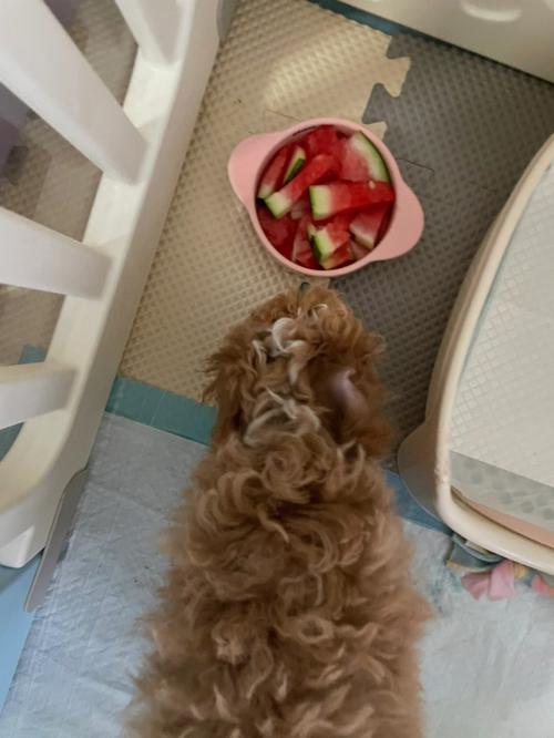 泰迪可以吃西瓜吗