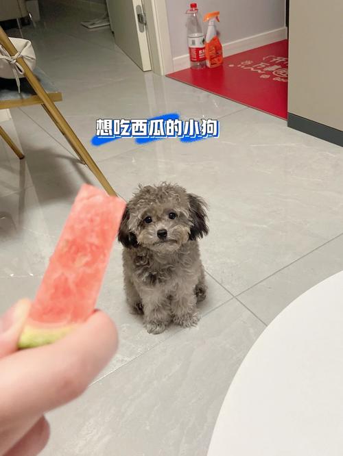 泰迪狗狗可以吃西瓜吗